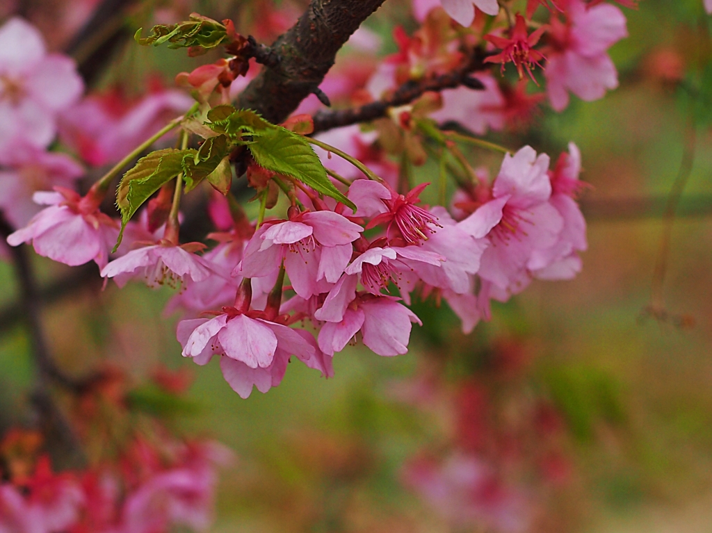 ダメダメ河津桜