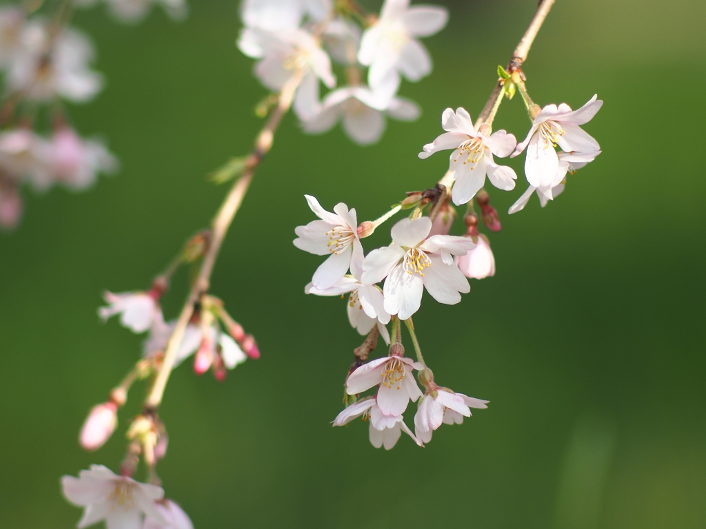 枝垂桜 ジェノベーゼ風