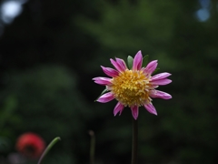 アルペンパール