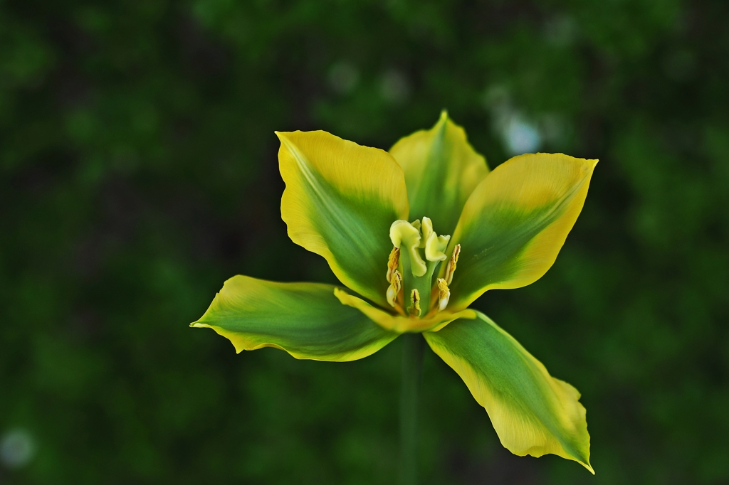 THE 緑の歌舞伎者