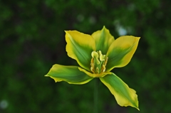 THE 緑の歌舞伎者