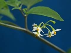 頑張れキットレンズ