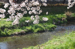 桜には小川が似合う♪