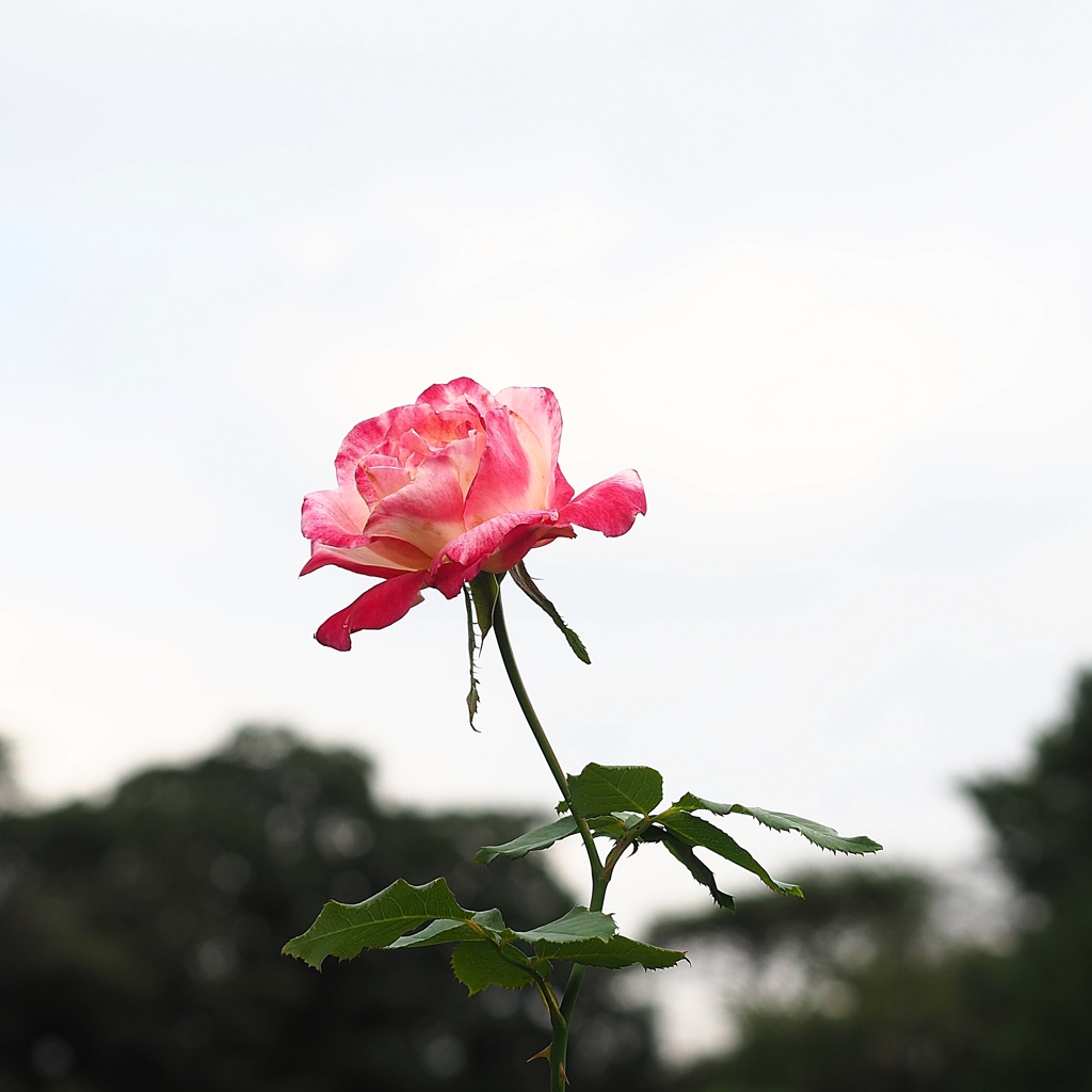 孤独な私　でも綺麗