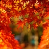 紅葉を偲ぶ