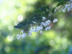 Japanese snowbell