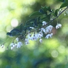 Japanese snowbell