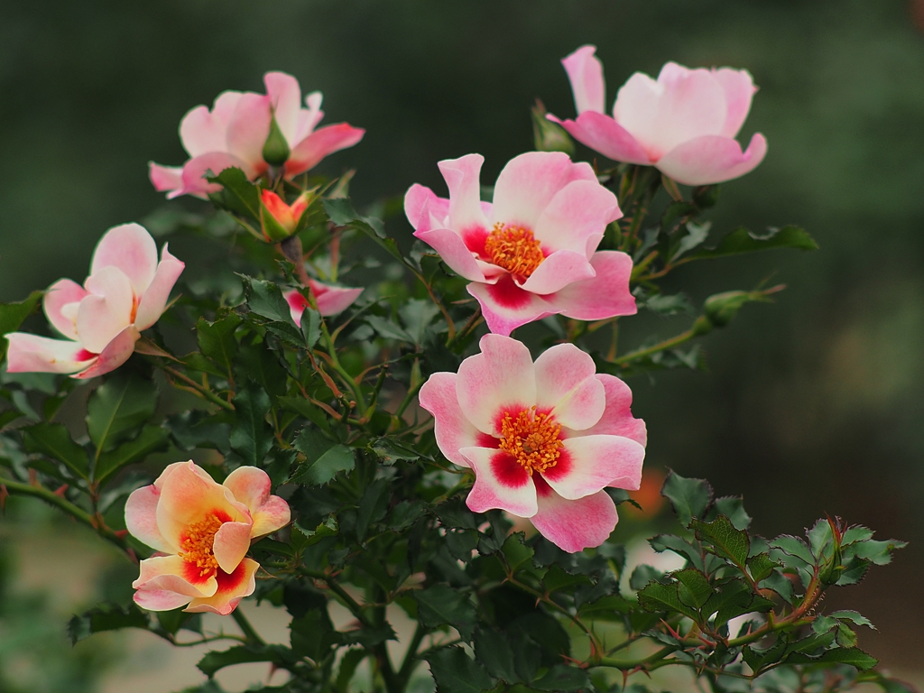 貴女は誰に微笑んでいるのですか…　。