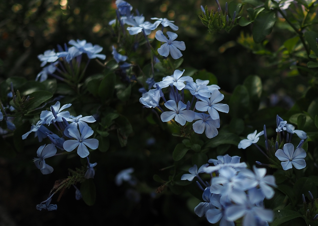 18歳選挙権　本日施行