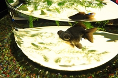 孤独な出目金