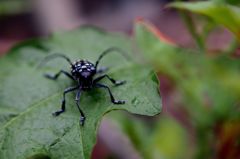 ダースベイダー