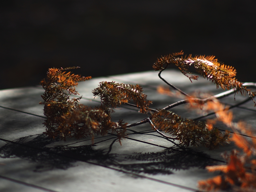 メタセコイア よもやま話