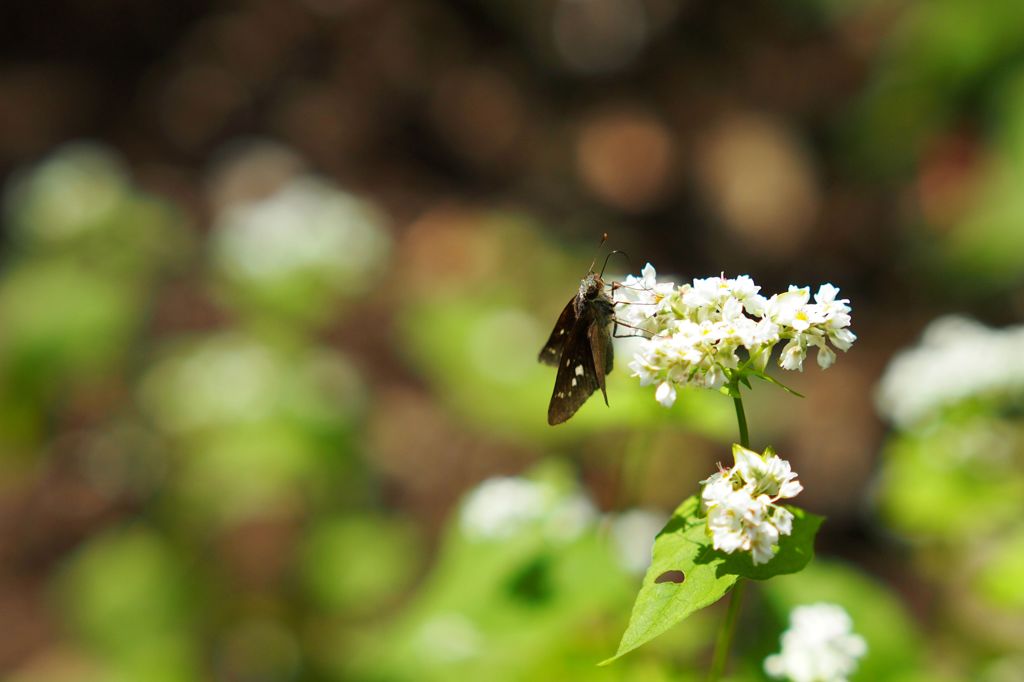 あなたのそばがいい