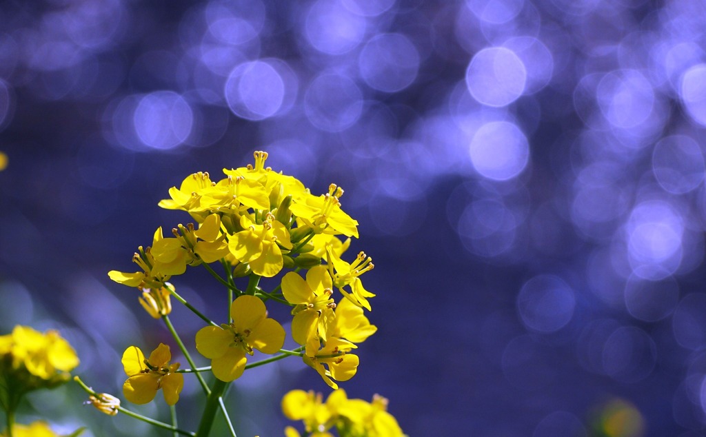 菜の花キラキラ２