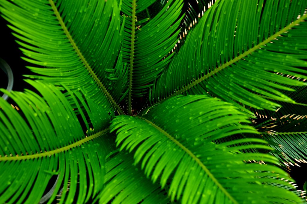 あたしだって寂しいときがあるんだ