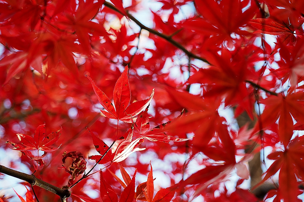 私だけをみつめて
