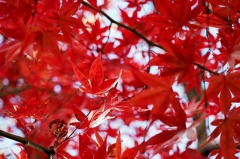 私だけをみつめて