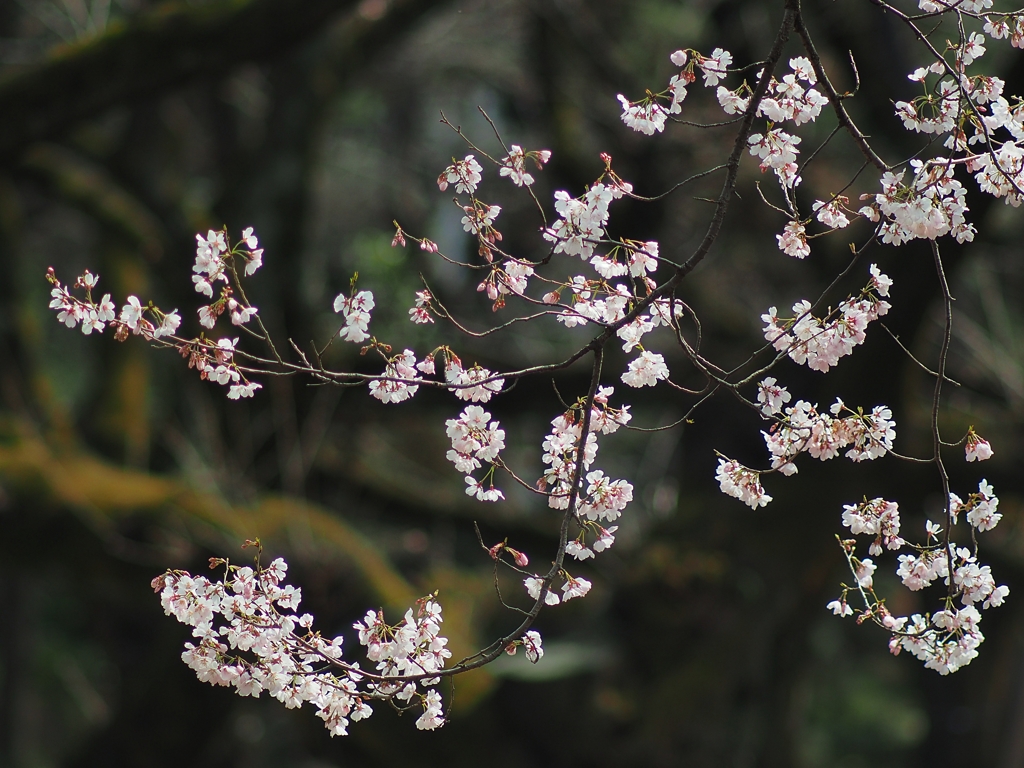 新宿御苑はレジャーシート禁止