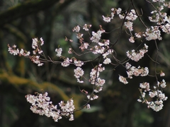 新宿御苑はレジャーシート禁止