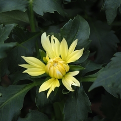 夫婦合わせて88歳