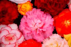 I wish you happiness