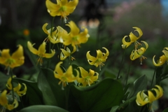 黄金の妖精たち ２