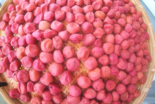 南高梅も美しい