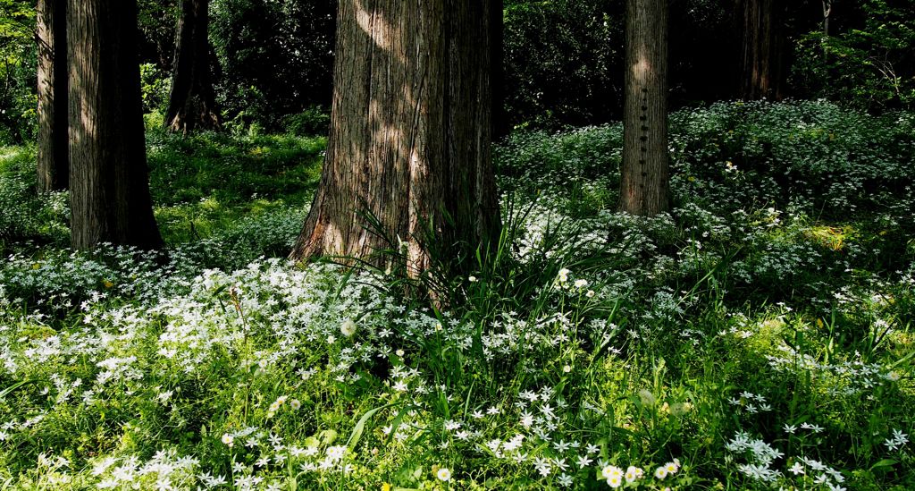 メタセコイヤとオオアマナ