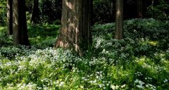 メタセコイヤとオオアマナ