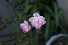 センターは譲らない