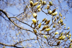 開花時期は あと3日
