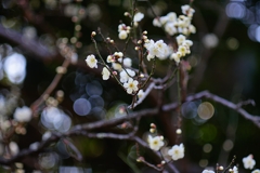 ひょうきんなUME