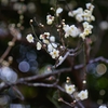 ひょうきんなUME