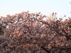 本日 強風につき