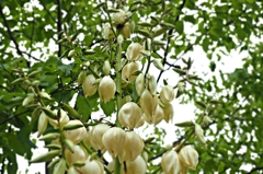 君が代と言う名の花