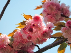 さよなら短い春２