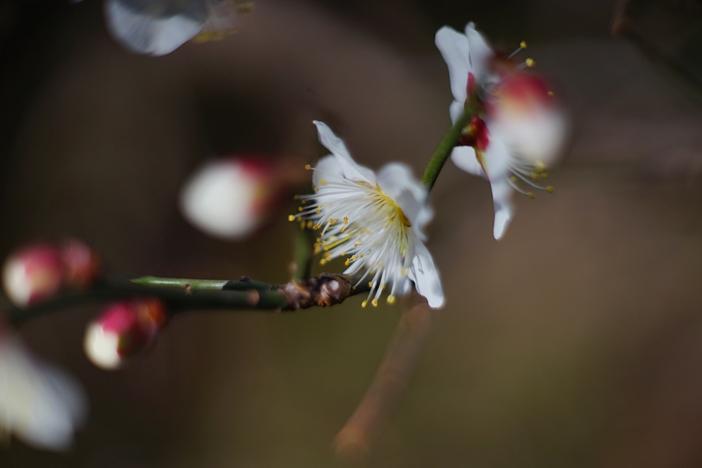 愛おしさと切なさと