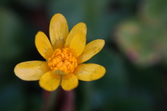 姫 何をお急ぎで？