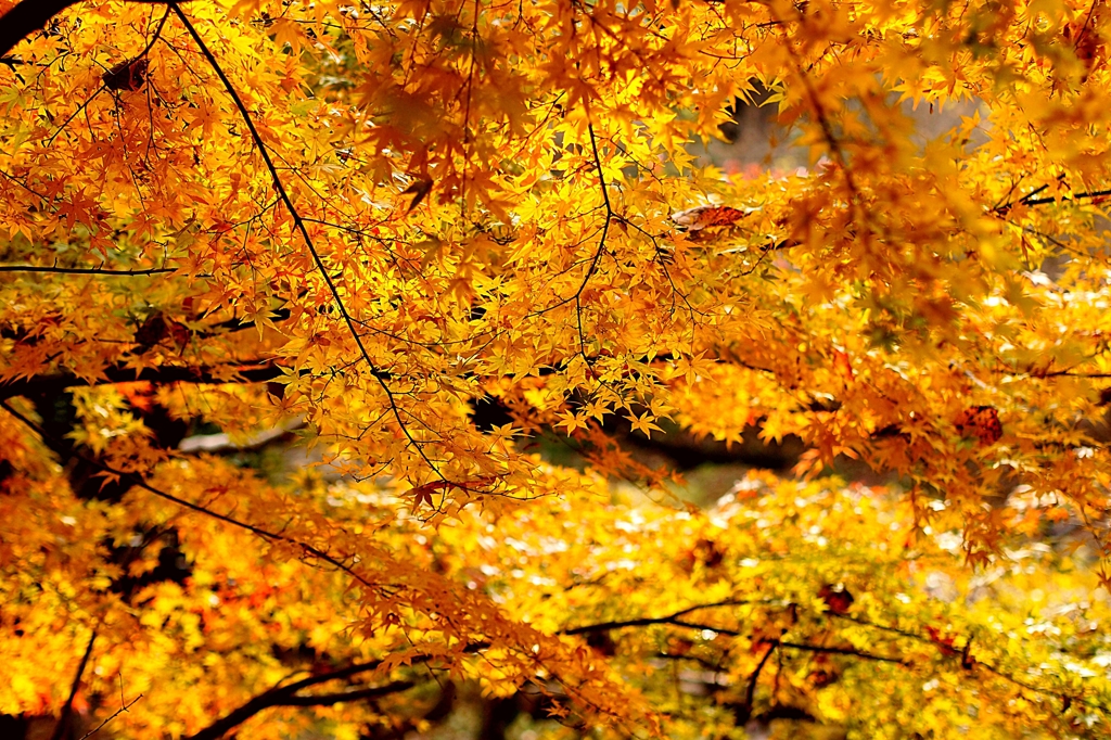 レタッチ：黄金の川 