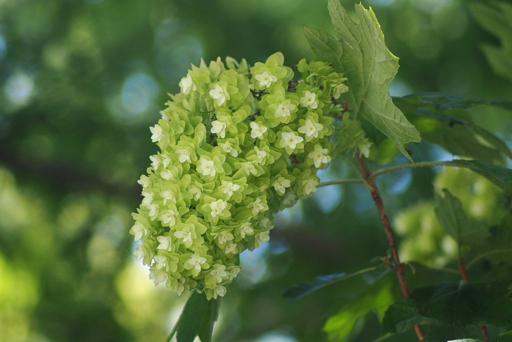 7月24日 未だ可憐なカシワバアジサイ