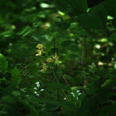   Photo of two flower