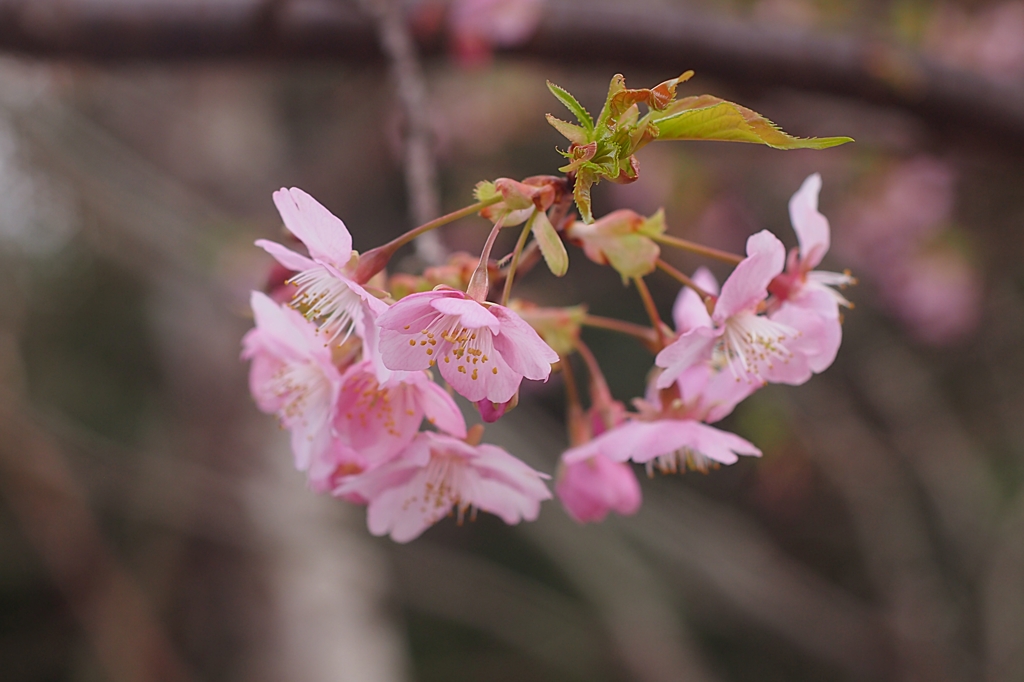 河津から貴方へ