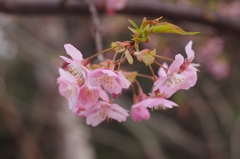河津から貴方へ