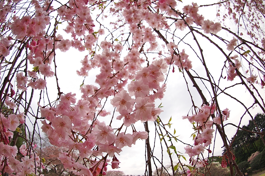 連続投稿ご容赦３