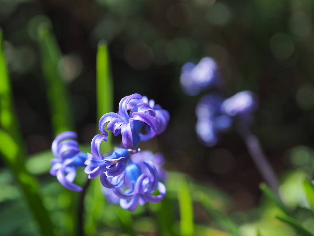H. orientalis var. albulus 2019