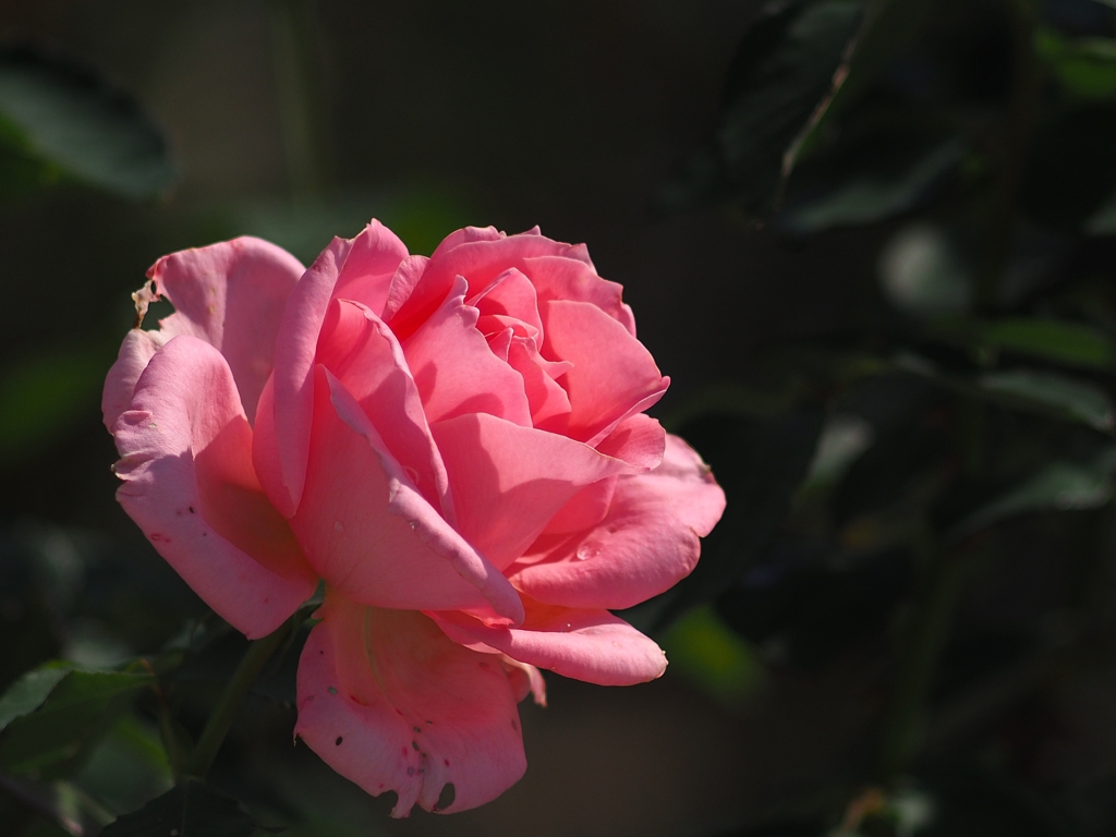 長雨にも負けず