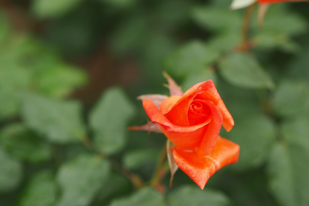 私の知らない貴女