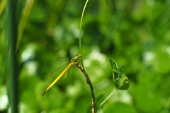 最短撮影距離0.18mの広角レンズ