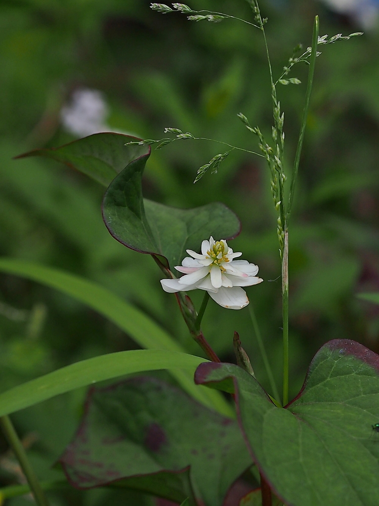白い金魚 2016 たぶんラスト