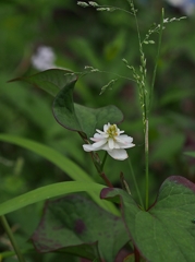 白い金魚 2016 たぶんラスト